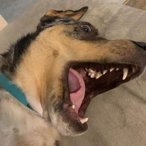 Meet your Posher, Dylan